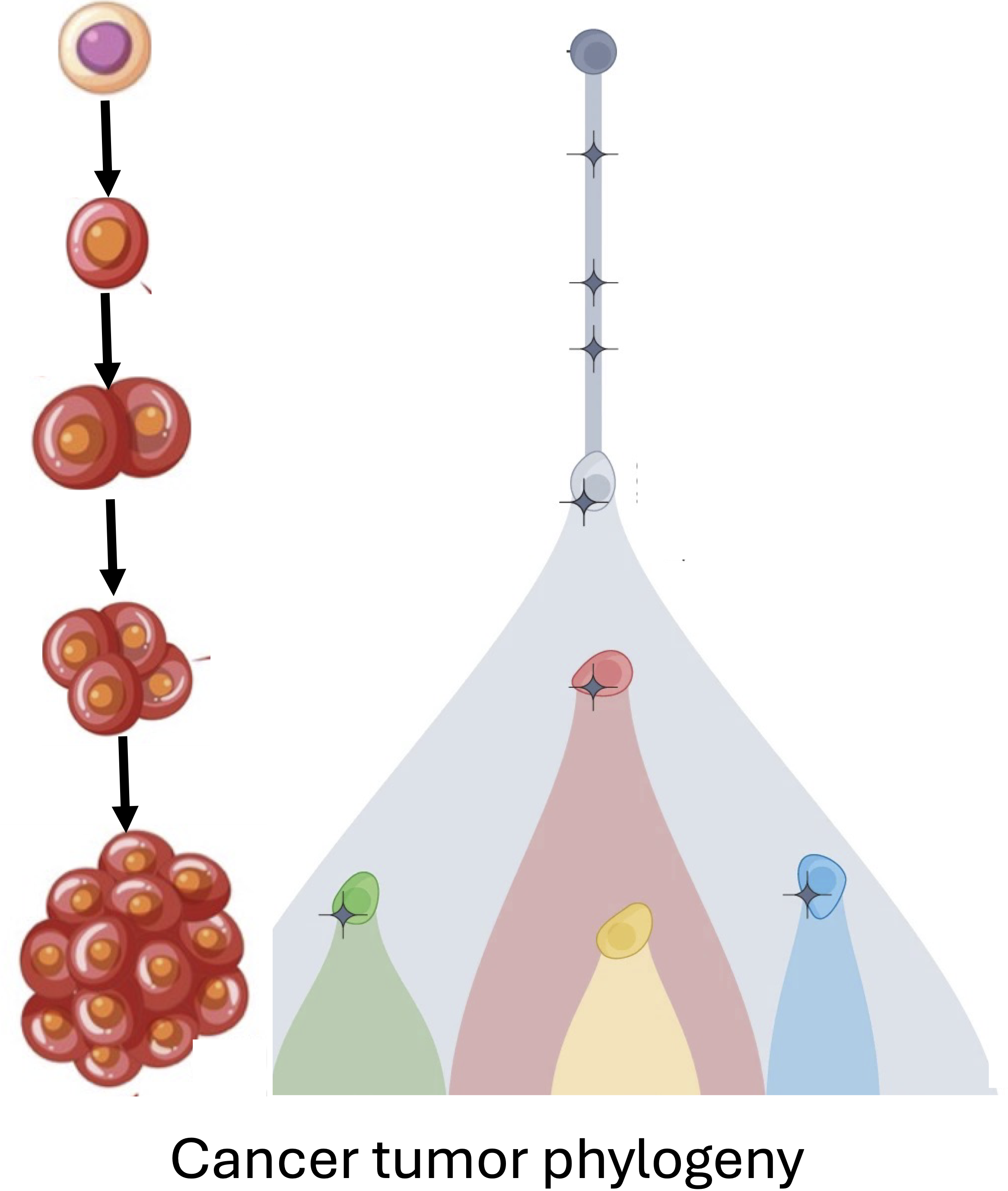 schematic of cancer evolution