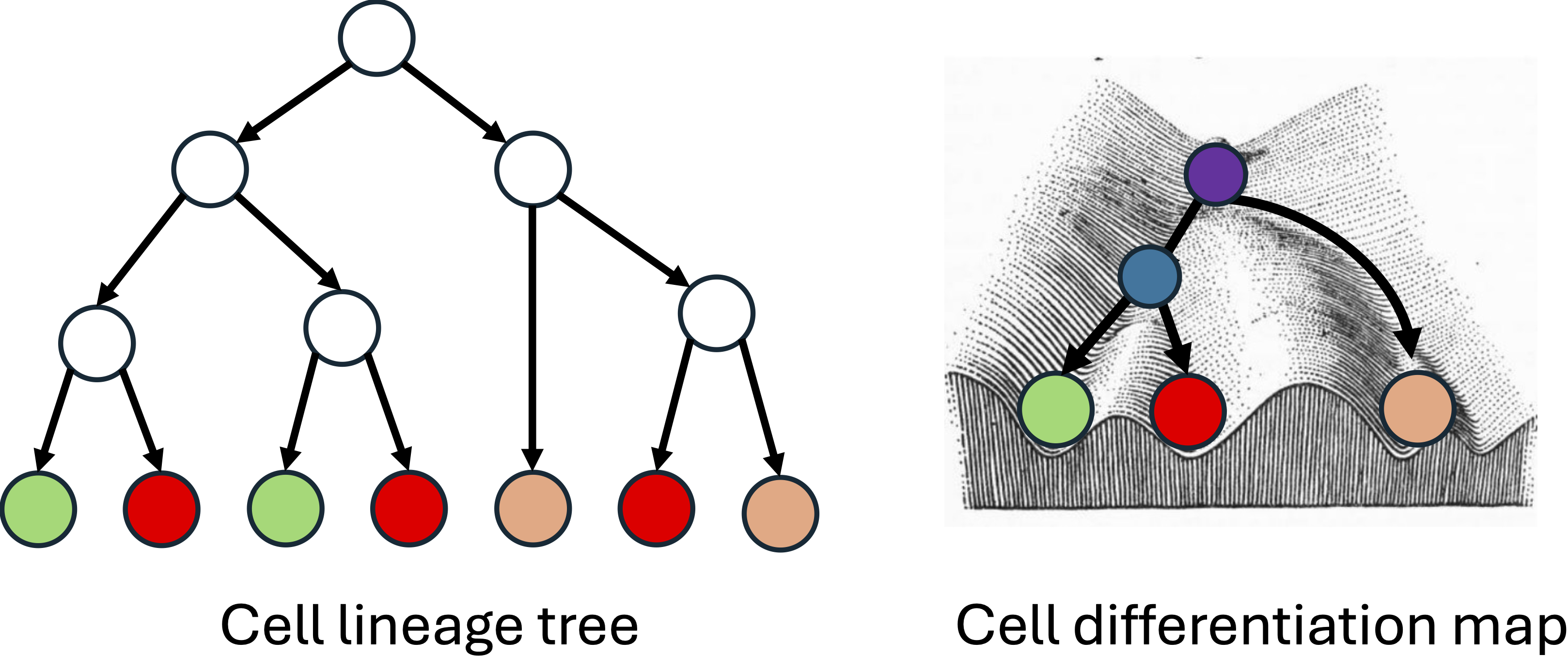 schematic of cell lineage tree and cell differentiation map